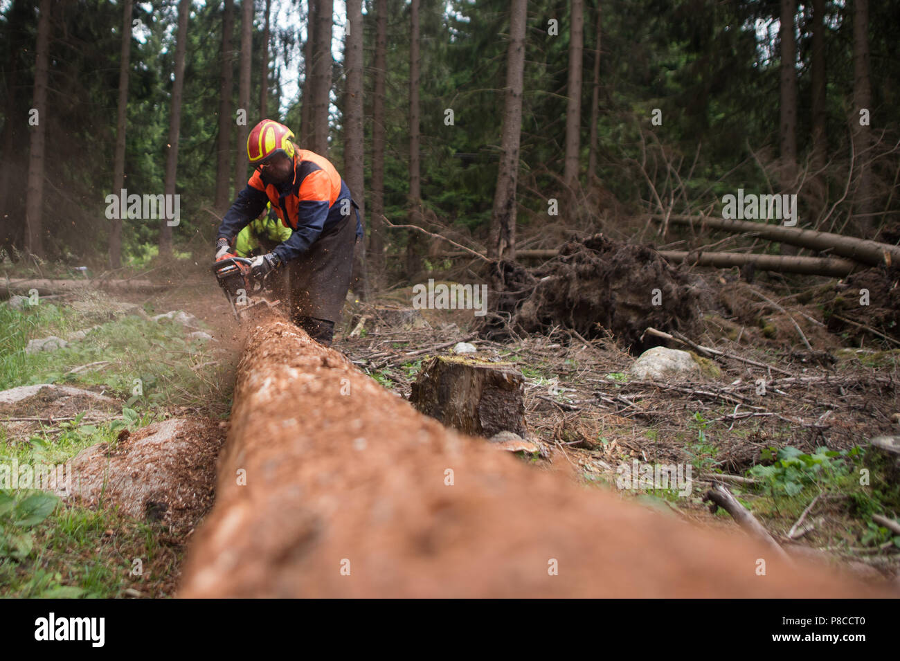 Drei Annen Hohne, Germany. 21st June, 2018. A forestry worker debarks the trunk of a spruce tree, which was overturned during a storm. Getting rid of the bark is intended to destroy the habitat of the bark beetles. Heavy storms were raging several months ago over many parts of Germany and caused havoc in the forests. Now bark beetles are setting up residence in the overturned spruce trees. Credit: Klaus-Dietmar Gabbert/dpa-Zentralbild/dpa/Alamy Live News Stock Photo