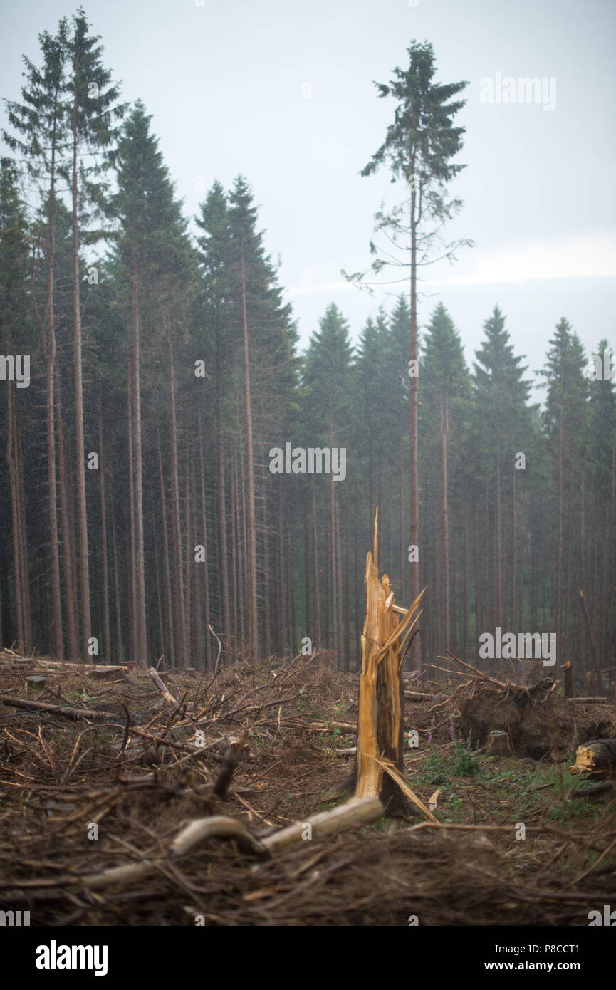 Drei Annen Hohne, Germany. 21st June, 2018. A tree stump standing in a forest area, which was destroyed in a storm. Heavy storms were raging several months ago over many parts of Germany and caused havoc in the forests. Now bark beetles are setting up residence in the overturned spruce trees. Credit: Klaus-Dietmar Gabbert/dpa-Zentralbild/dpa/Alamy Live News Stock Photo