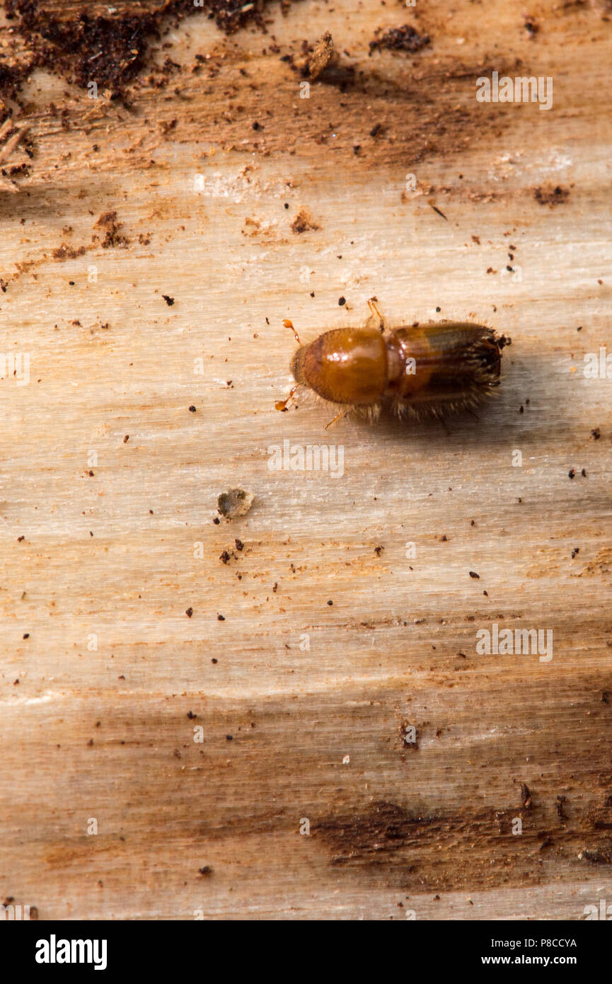 Drei Annen Hohne, Germany. 21st June, 2018. Bark beetles crawl over the trunk of a spruce tree. Getting rid of the bark is intended to destroy the habitat of the bark beetles. Heavy storms were raging several months ago over many parts of Germany and caused havoc in the forests. Now bark beetles are setting up residence in the overturned spruce trees. Credit: Klaus-Dietmar Gabbert/dpa-Zentralbild/dpa/Alamy Live News Stock Photo