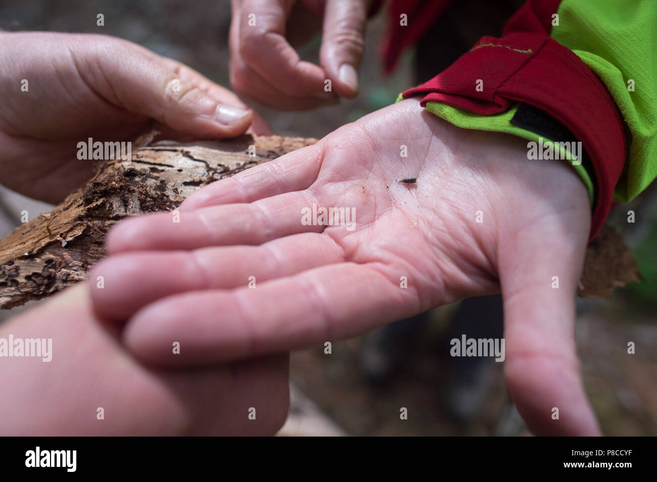 Drei Annen Hohne, Germany. 21st June, 2018. A bark beetle crawls over a hand after the bark of a spruce tree is examined. Getting rid of the bark is intended to destroy the habitat of the bark beetles. Heavy storms were raging several months ago over many parts of Germany and caused havoc in the forests. Now bark beetles are setting up residence in the overturned spruce trees. Credit: Klaus-Dietmar Gabbert/dpa-Zentralbild/dpa/Alamy Live News Stock Photo