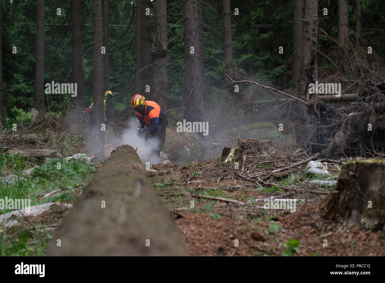Drei Annen Hohne, Germany. 21st June, 2018. Forestry workers debark the trunk of a spruce tree, which was overturned during a storm. Getting rid of the bark is intended to destroy the habitat of the bark beetles. Heavy storms were raging several months ago over many parts of Germany and caused havoc in the forests. Now bark beetles are setting up residence in the overturned spruce trees. Credit: Klaus-Dietmar Gabbert/dpa-Zentralbild/dpa/Alamy Live News Stock Photo