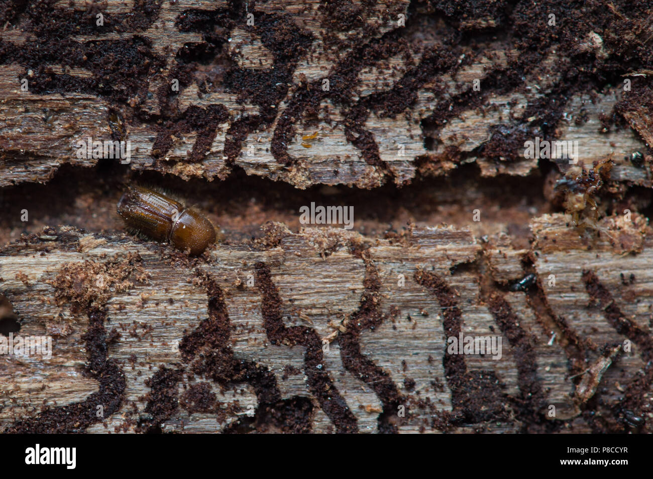 Drei Annen Hohne, Germany. 21st June, 2018. Bark beetles have eaten their way through the trunk of a spruce tree. Getting rid of the bark is intended to destroy the habitat of the bark beetles. Heavy storms were raging several months ago over many parts of Germany and caused havoc in the forests. Now bark beetles are setting up residence in the overturned spruce trees. Credit: Klaus-Dietmar Gabbert/dpa-Zentralbild/dpa/Alamy Live News Stock Photo