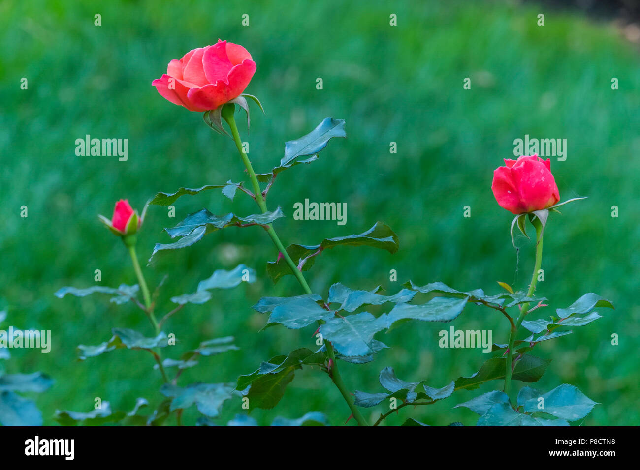 Three pink roses at different stages of flowering among the greenery . For your design Stock Photo