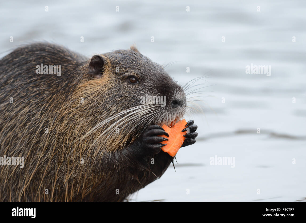European beaver feeding close up portrait of water reat Stock Photo