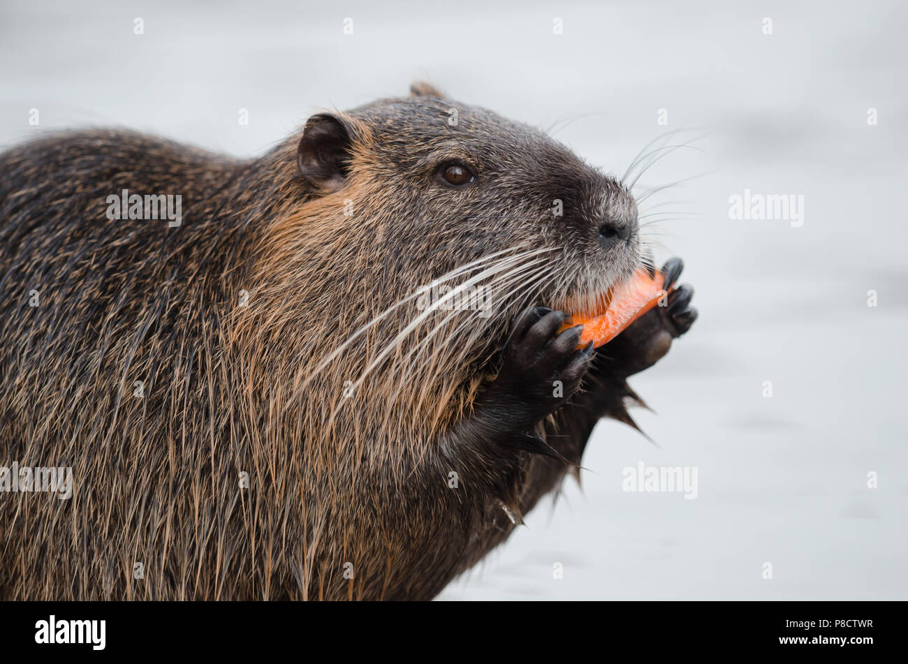 European beaver feeding close up portrait of water reat Stock Photo