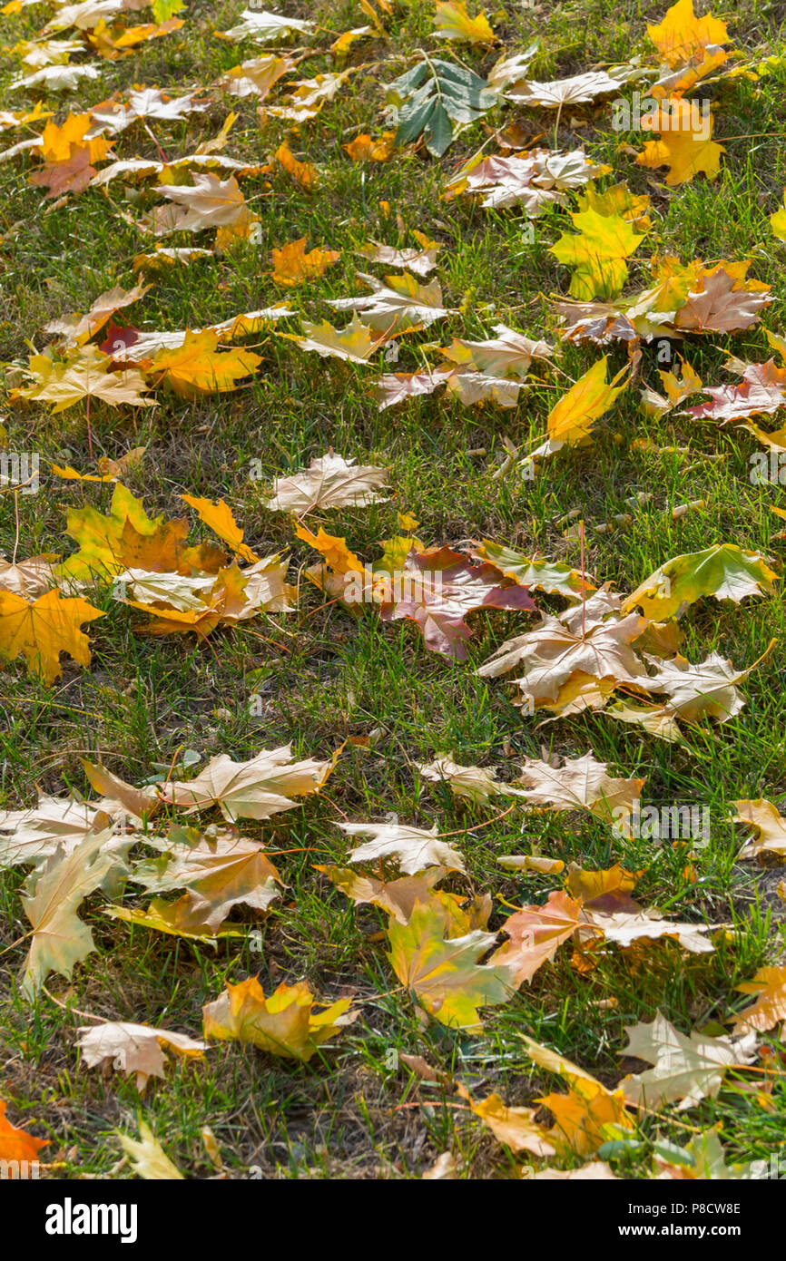Yellow and crimson leafy leaves of maple on the green grass in the park ...