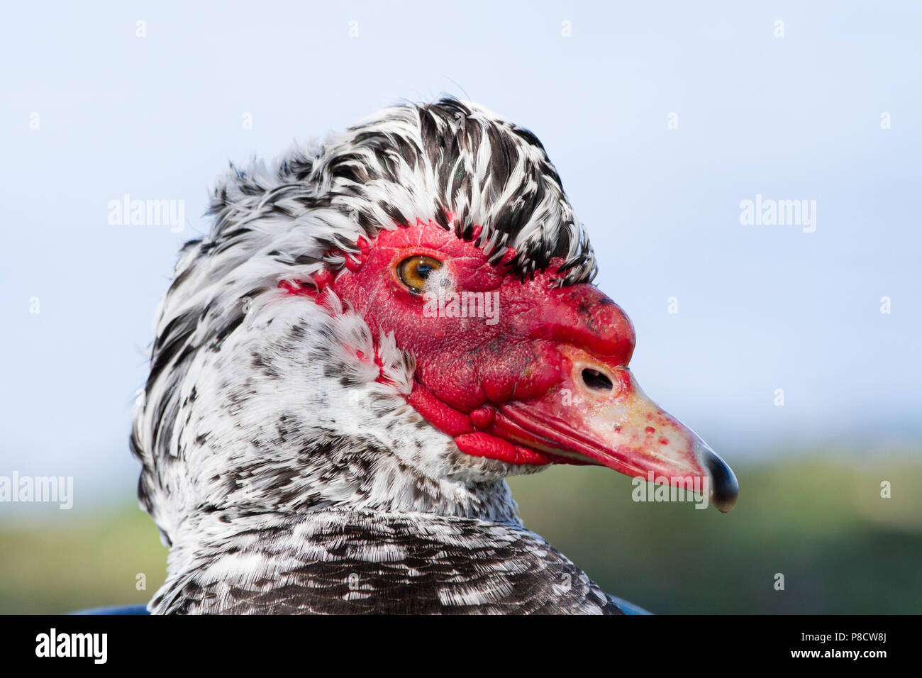 Close-up of a Muscovy duck with 'foamy eye disease'. Stock Photo