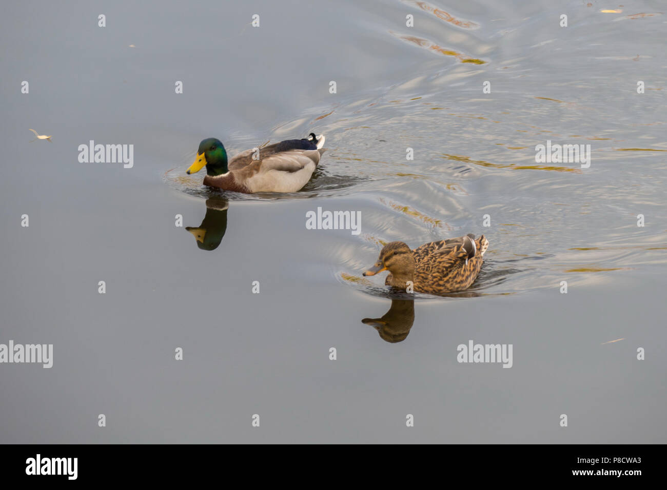 A beautiful pair of ducks with bright plumage floating next to each other in the waters of the pond and staring sharply towards the shore. . For your  Stock Photo