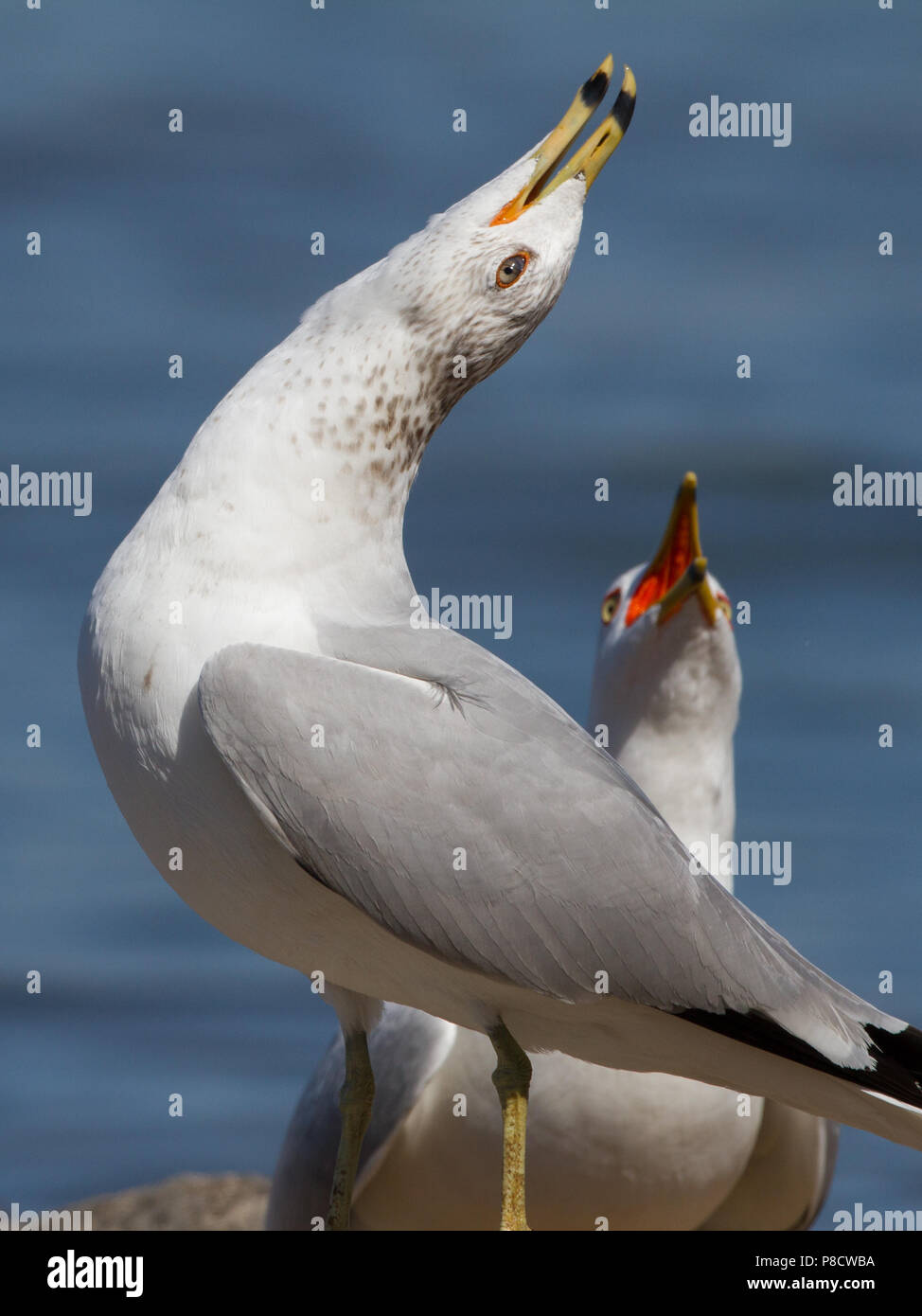 A ring-billed gull calling and posturing. Stock Photo