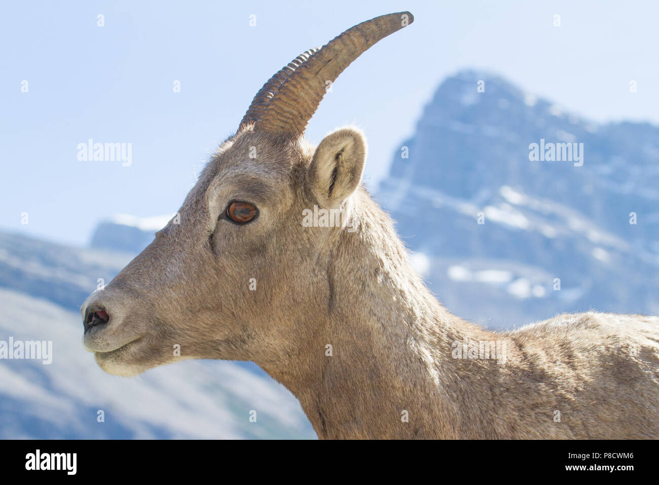 A Rocky Mountain bighorn sheep, Ovis canadensis, ewe with the Canadian ...