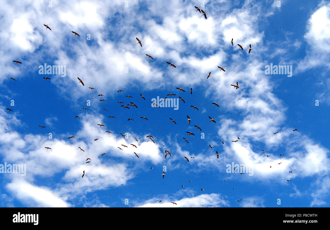 A flock of birds in the endless blue sky with shallow white clouds ...