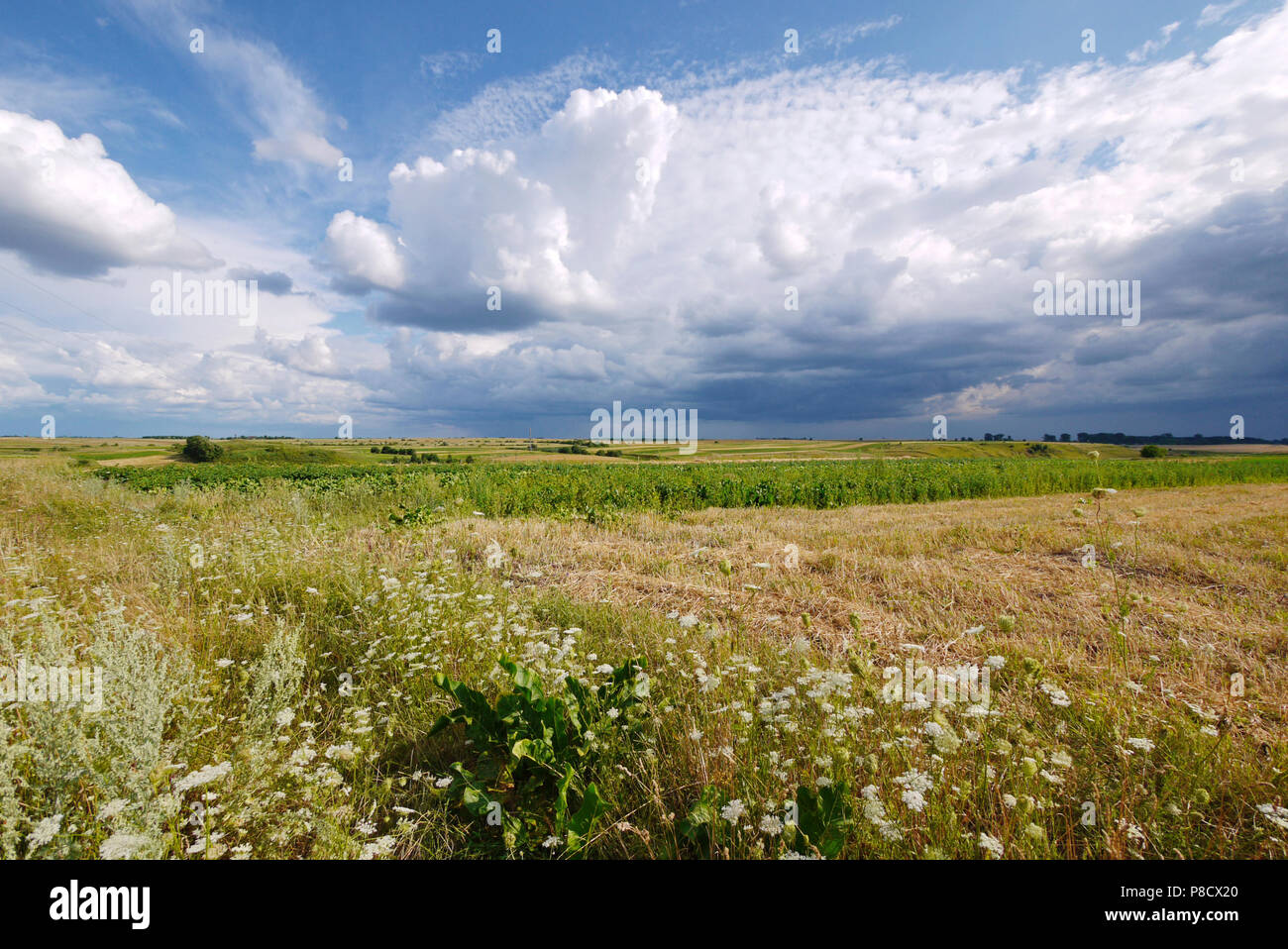 A huge number of wild wildflowers against the blue sky with picturesque white clouds . For your design Stock Photo