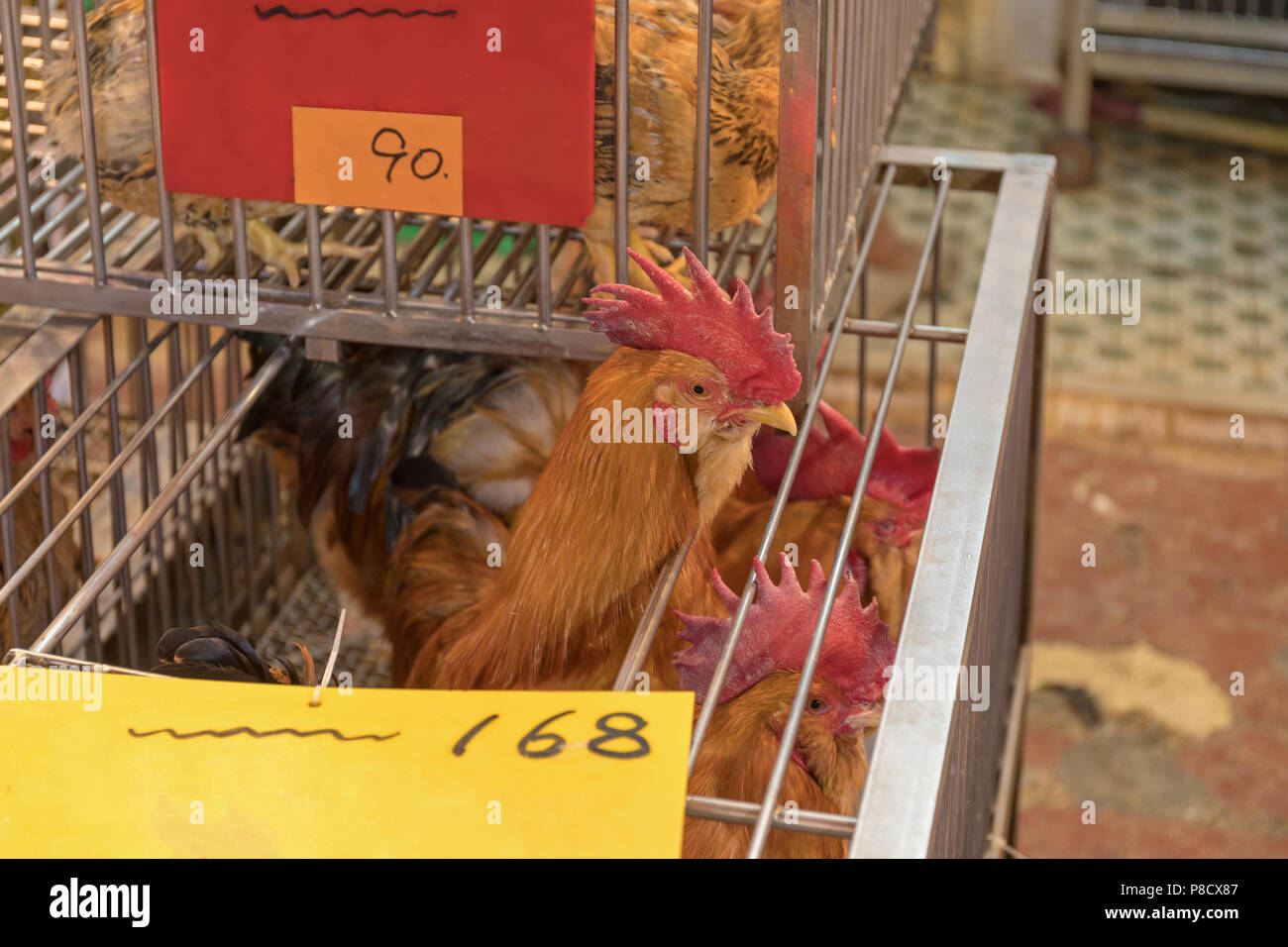 Chickens in cages hires stock photography and images Alamy