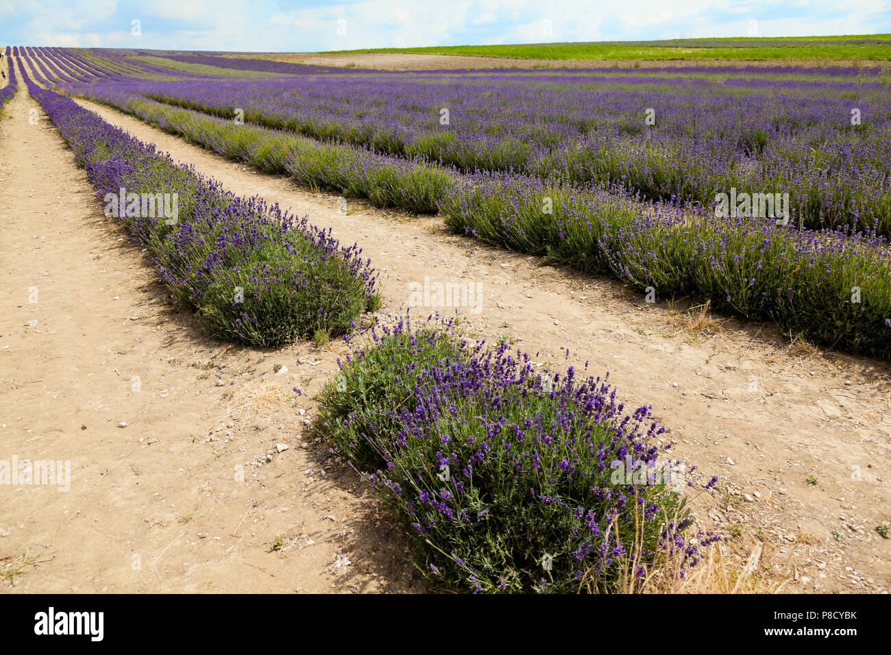 Lavender flowers, commercial farming, bright sun Stock Photo