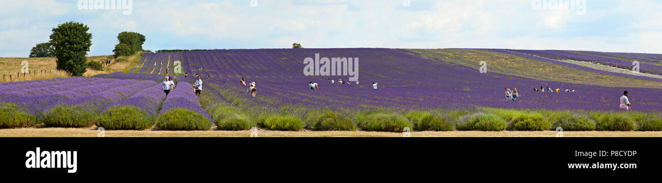 Lavender flowers, commercial farming, bright sun Stock Photo