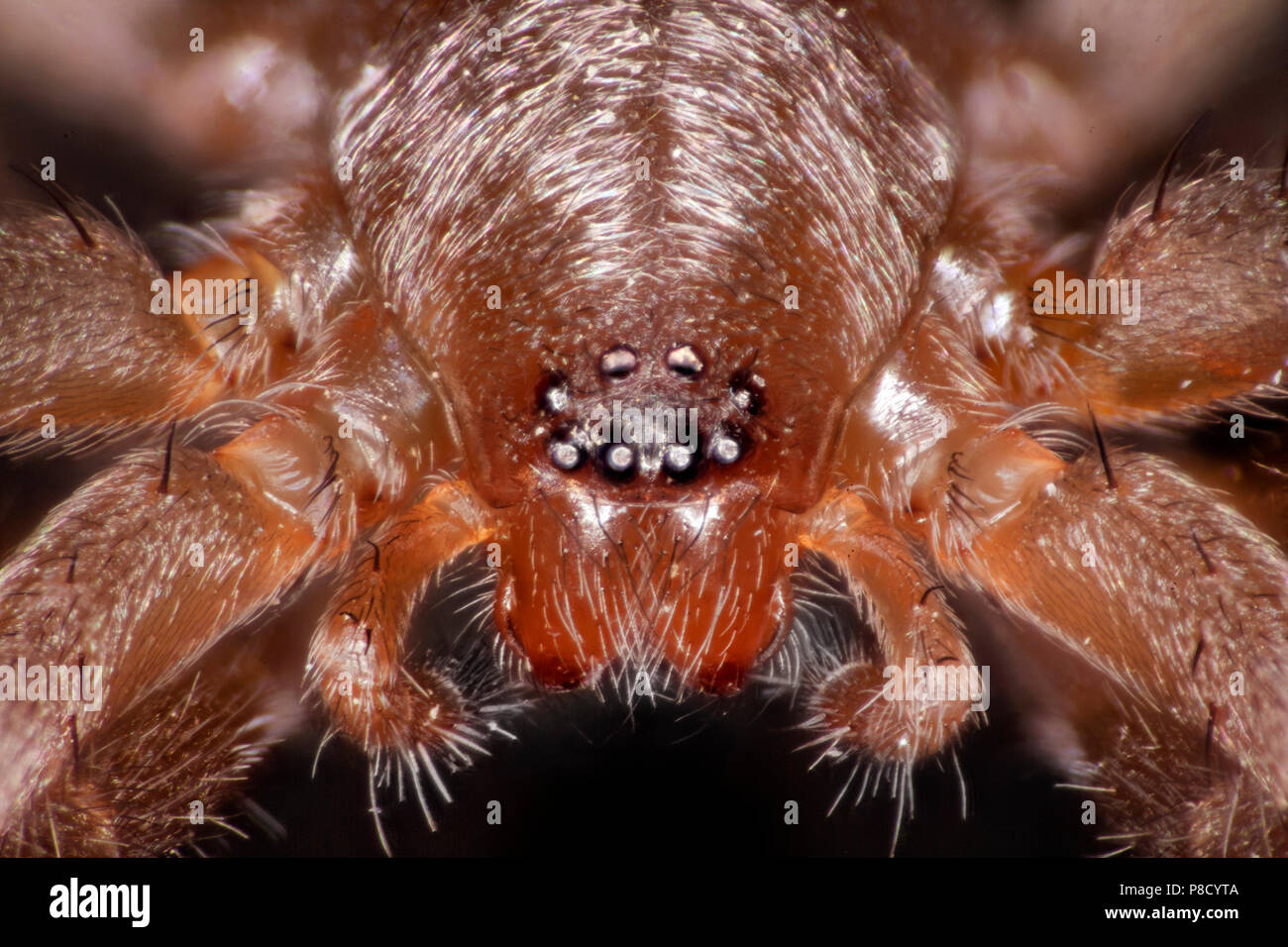 Spider, Drassodes sp.close-up showing prominent eyes Stock Photo
