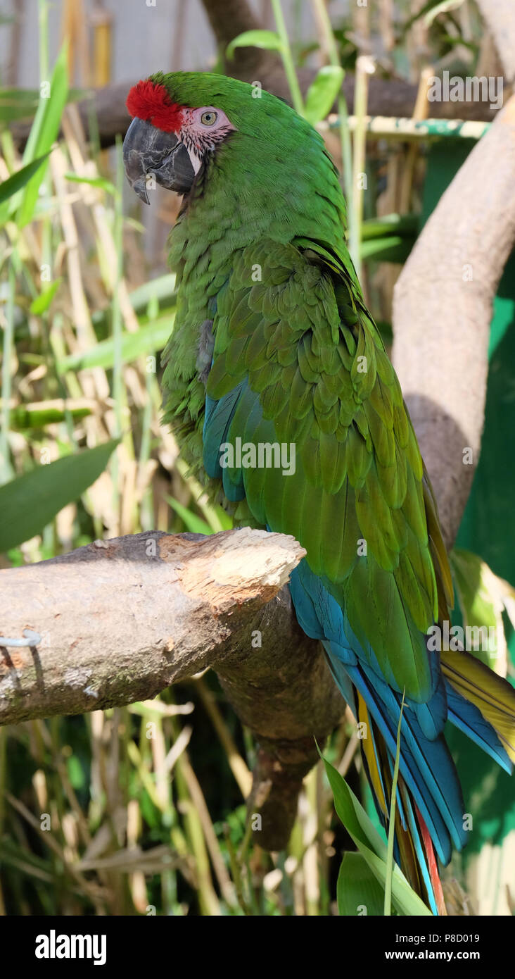 Parrot Ara Stock Photo