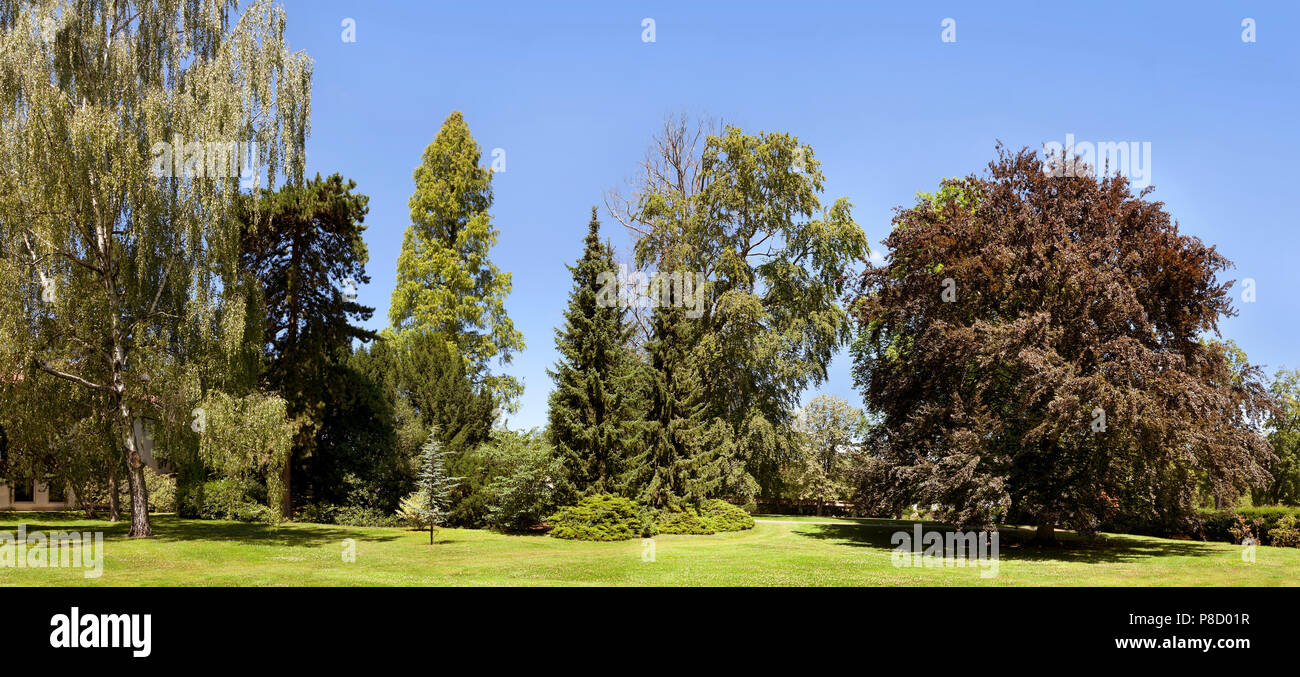Landscape of mature garden trees, weeping willow, ash, copper beech, conifers, bright sun Stock Photo