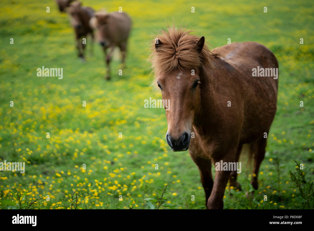 Ford village, in north Northumberland. Horse