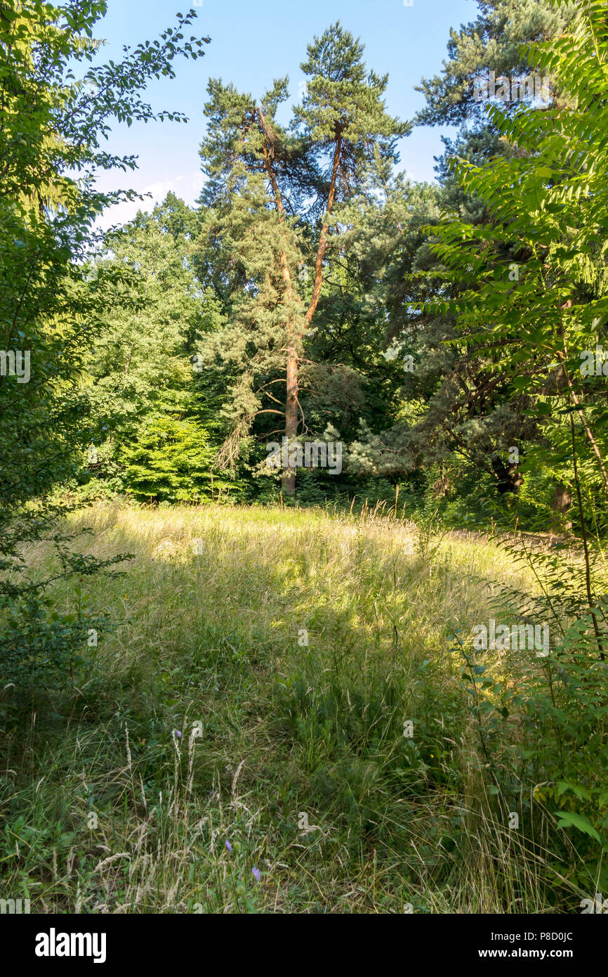 Forest glade with the crumpled grass covered in the summer sun. With a