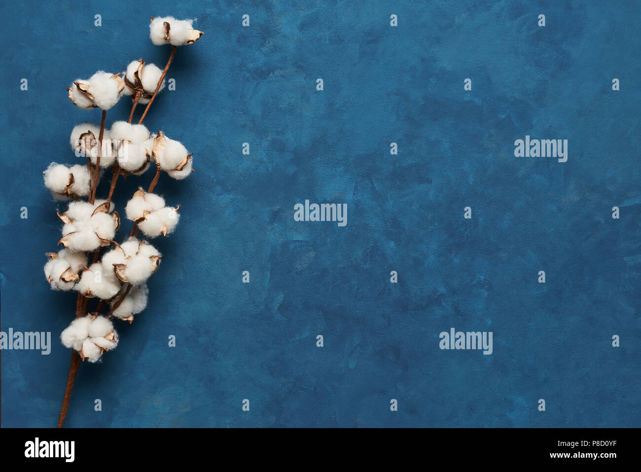 Flat lay of feminine blue background with branch of artificial cotton flower. Can be greeting card and design element. Top view, copy space. Stock Photo