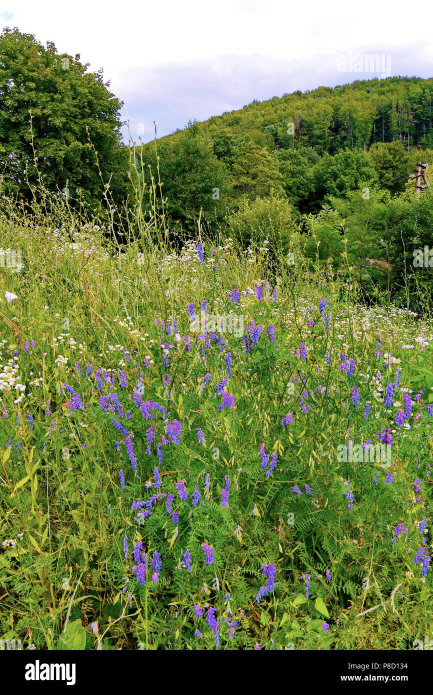 Beautiful field of white and purple flowers on a background of green ...