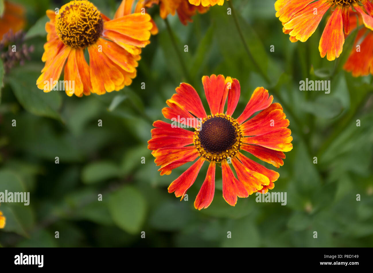 Red orange Helenium Waltraut flower fully open with others at top border. Bokeh background. Stock Photo