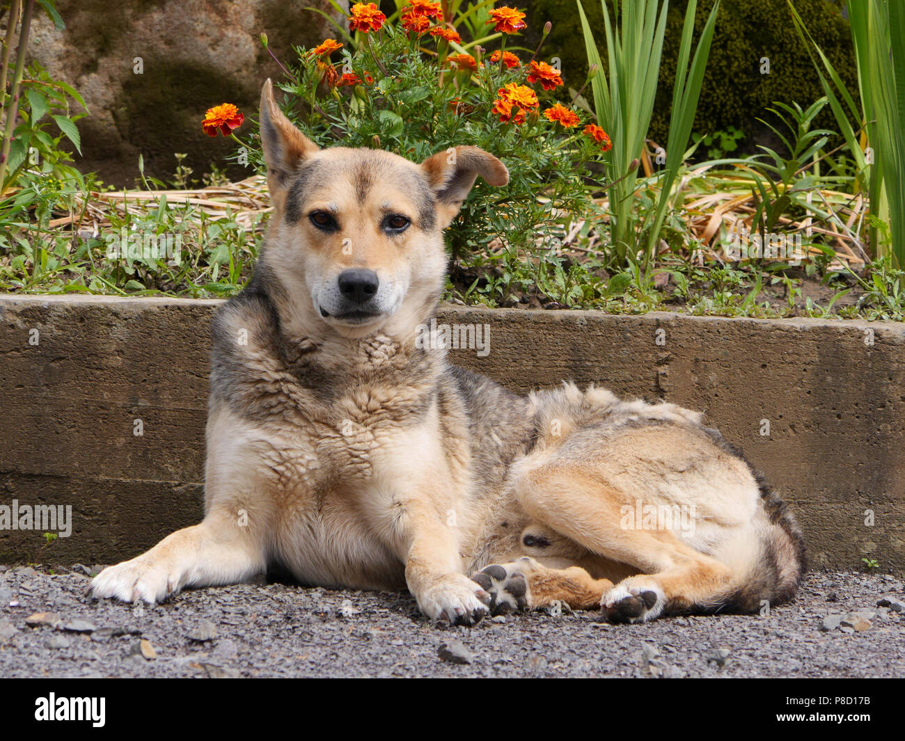 A beautiful dog with clean hair and a clever look lying on the ground strewn with small stones. A faithful friend who never betrays. . For your design Stock Photo