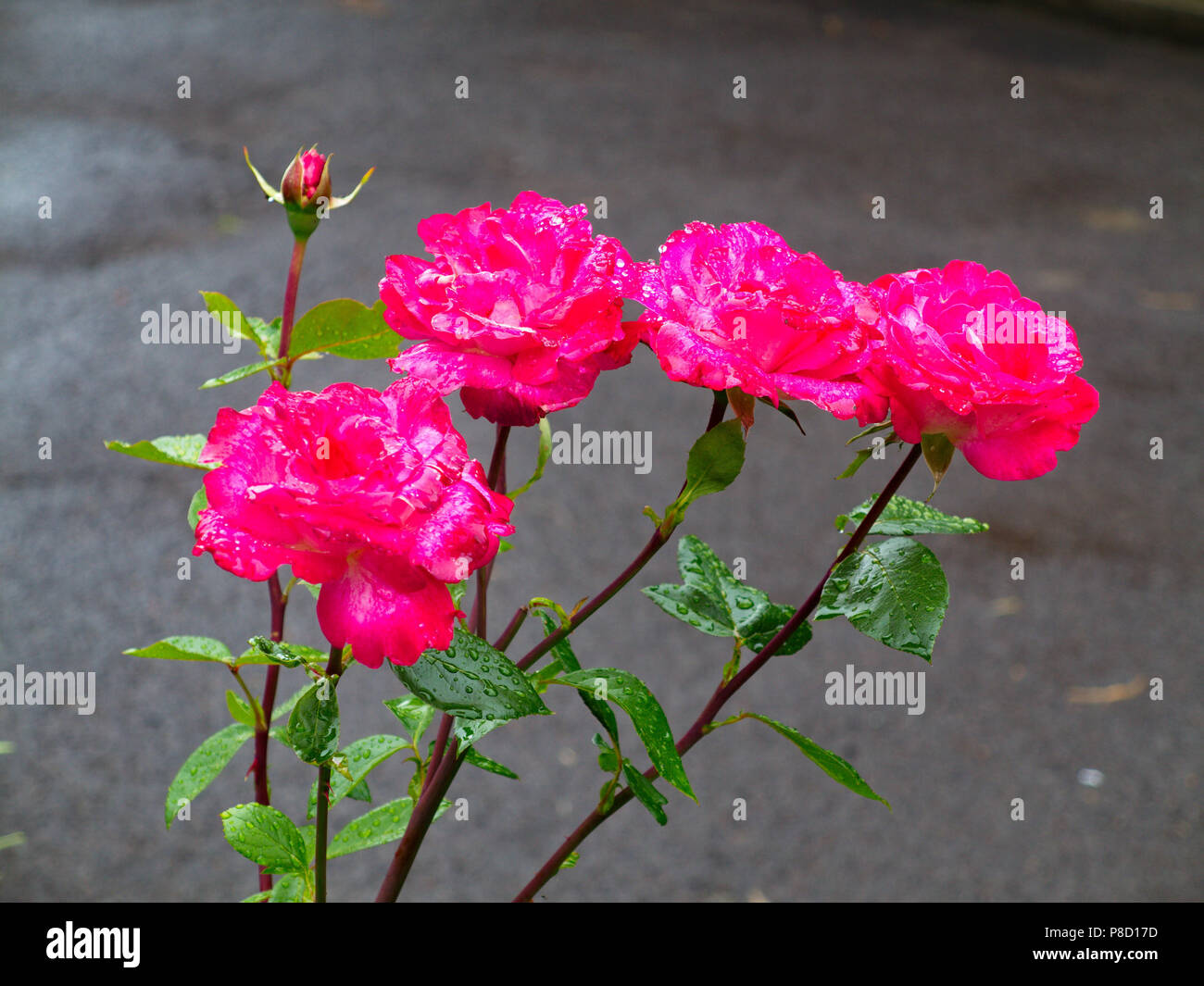 Deep Raspberry Colored Rose Four delicious raspberry rose colored in color and one still ...