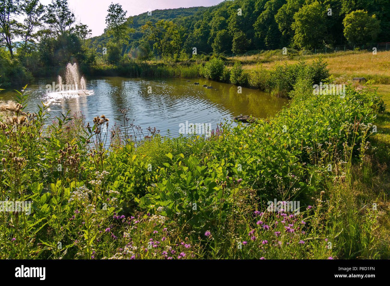 Small pond in middle forest hi-res stock photography and images - Alamy