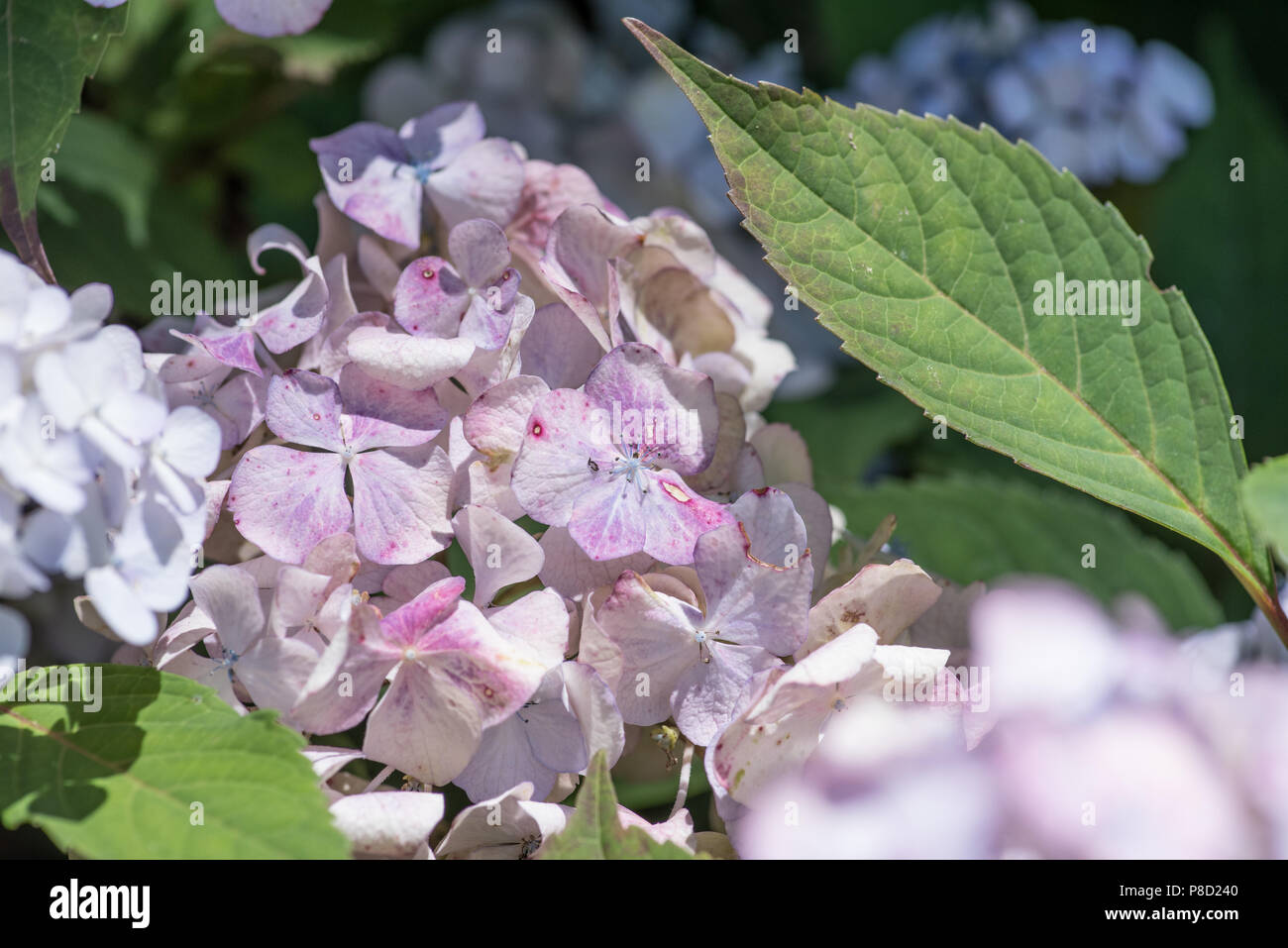 Hydrangea blue gardens in summer. Pink hydrangea garden in spring. Smell the flowers in summer. Add pink and blue to your wall. Stock Photo