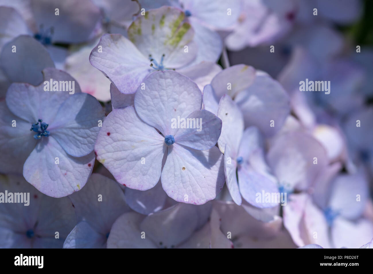 Hydrangea blue gardens in summer. Pink hydrangea garden in spring. Smell the flowers in summer. Add pink and blue to your wall. Stock Photo