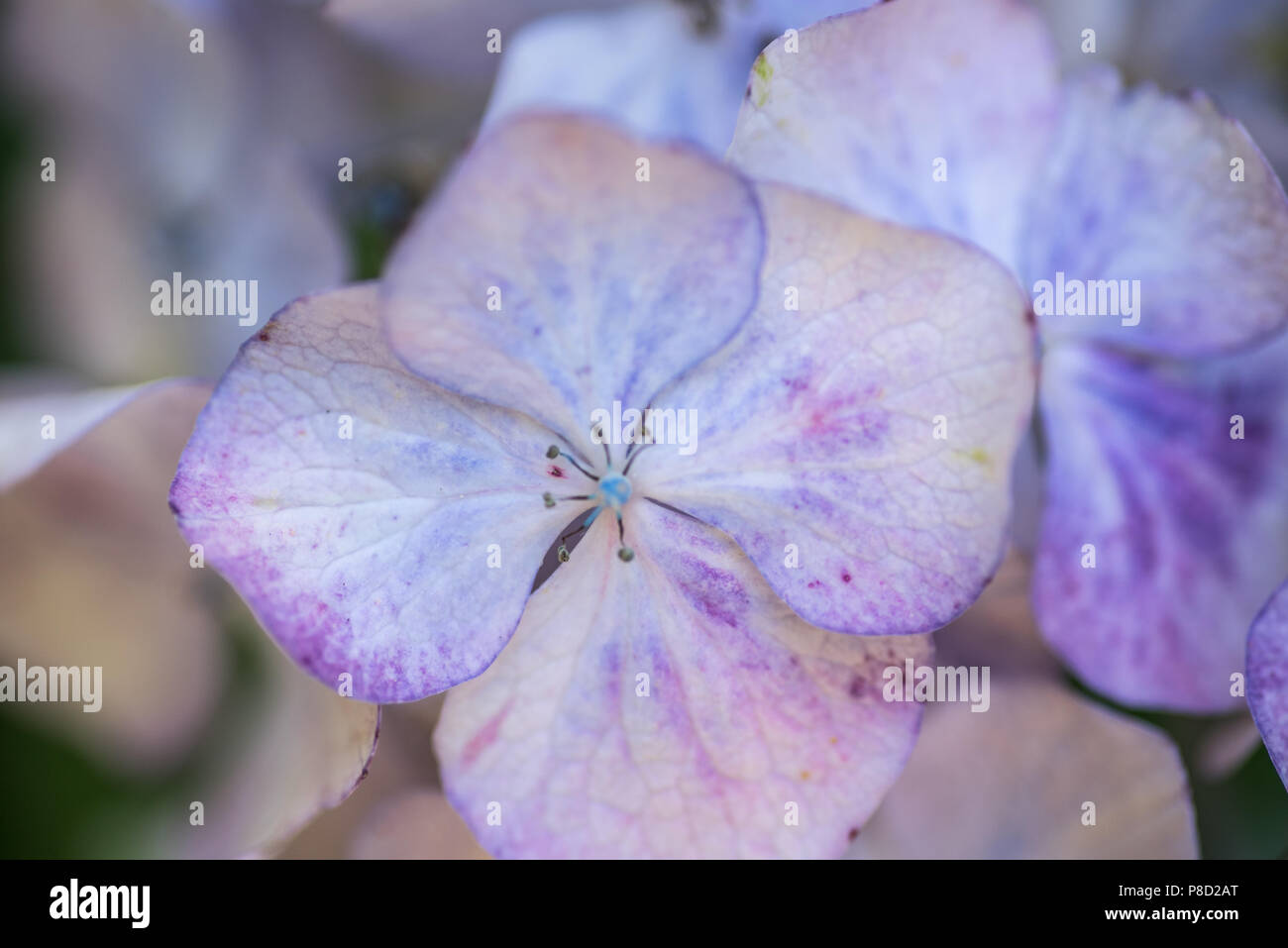 Hydrangea blue gardens in summer. Pink hydrangea garden in spring. Smell the flowers in summer. Add pink and blue to your wall. Stock Photo