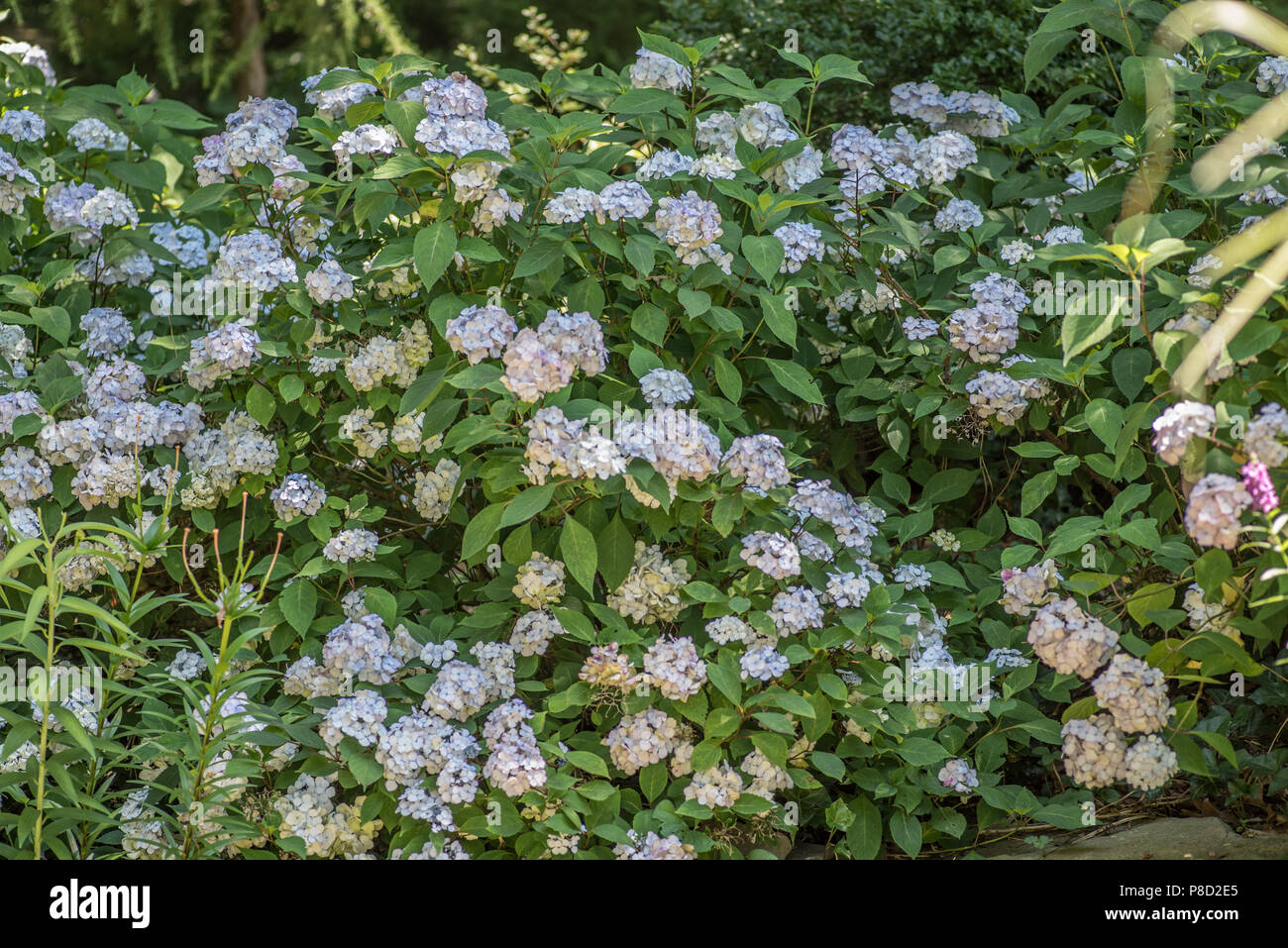 Hydrangea blue gardens in summer. Pink hydrangea garden in spring. Smell the flowers in summer. Add pink and blue to your wall. Stock Photo