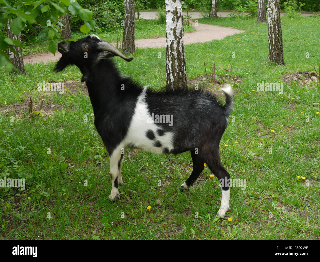 A beautiful blackandwhitecolored goat eats leaves from trees