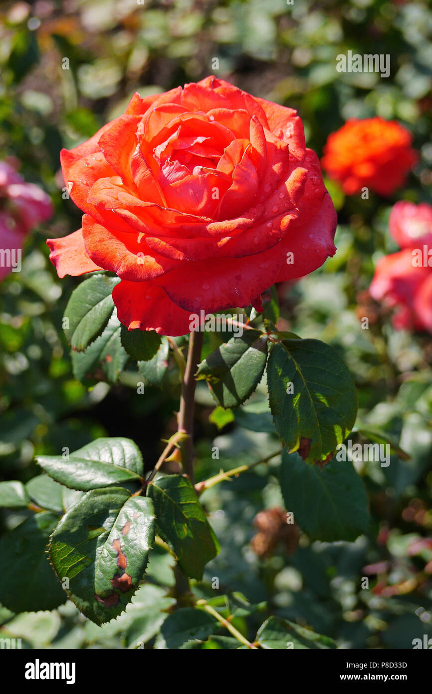 The red rose is lit by the bright sun, like a burning match . For your design Stock Photo