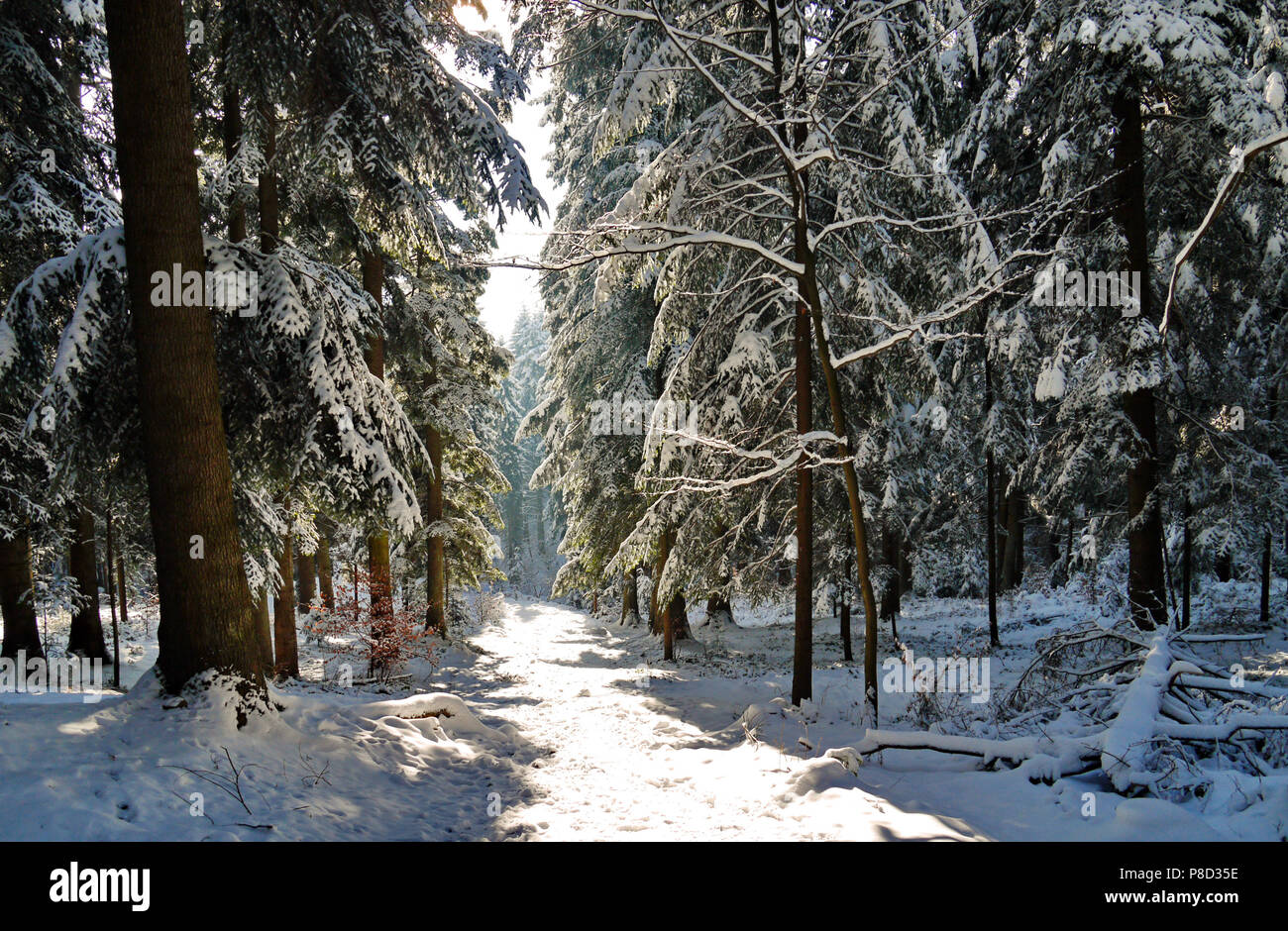 Snow-covered forest path with a huge number of coniferous trees on the ...