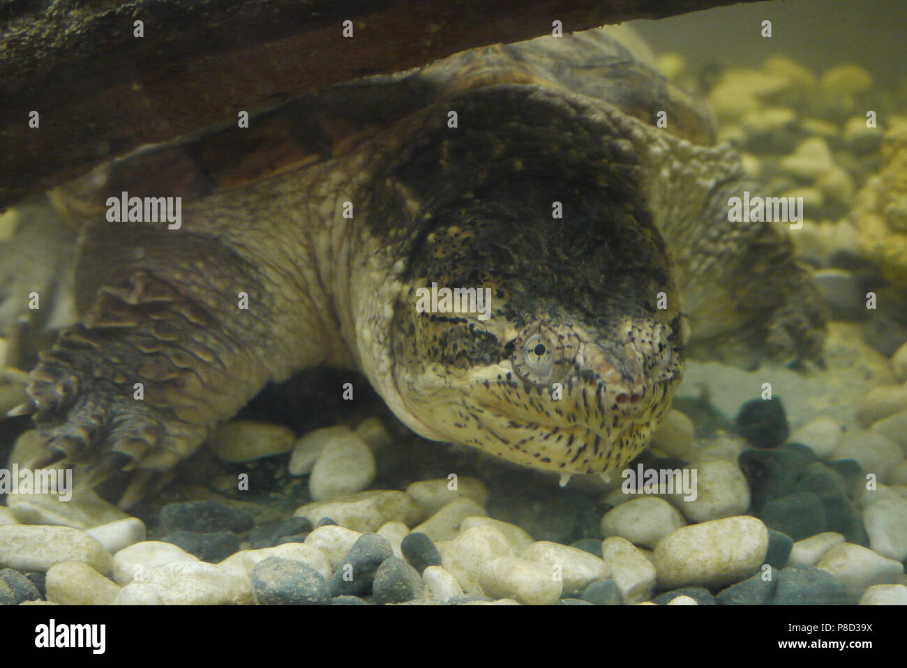 42 Aquarium Design For Turtle Terbaru