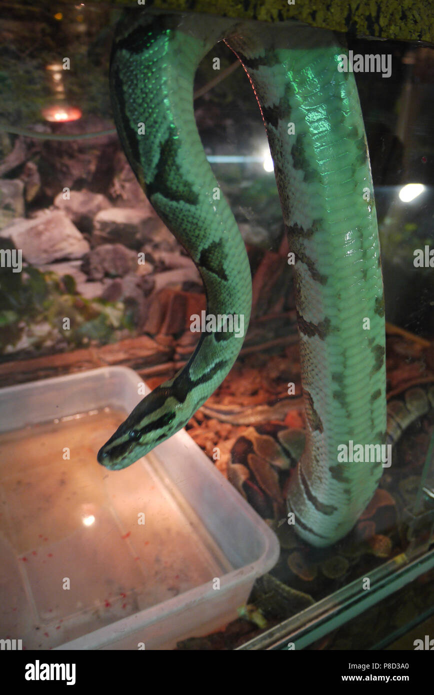 Anaconda 3d hi-res stock photography and images - Alamy