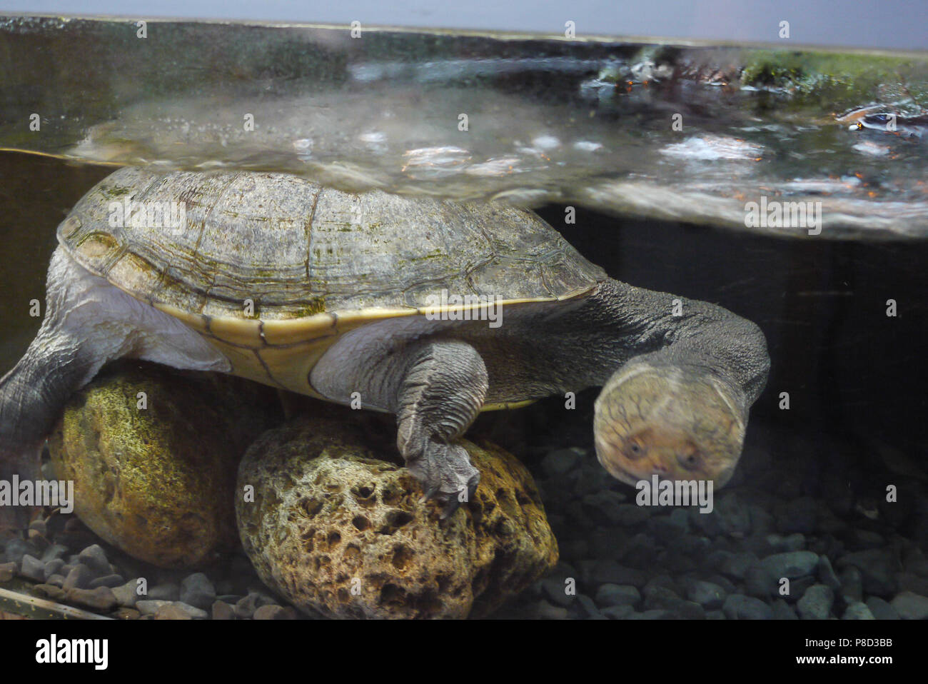 42 Aquarium Design For Turtle Terbaru