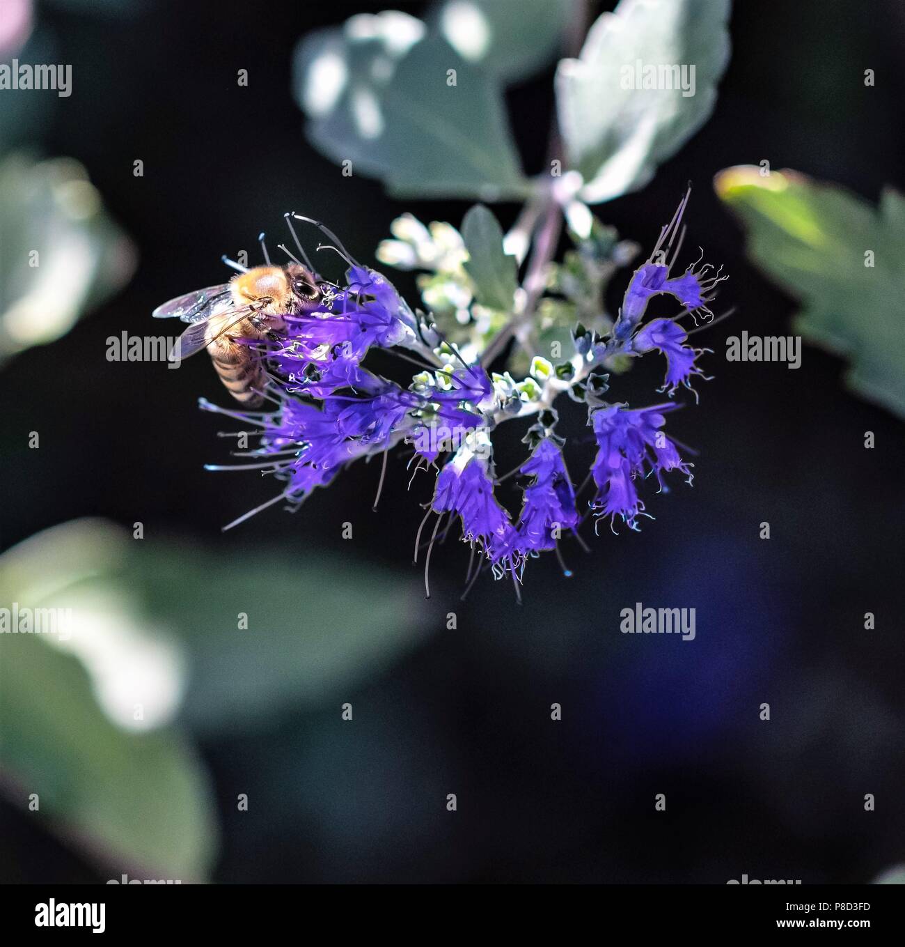 Honey bee stinger close up hi-res stock photography and images - Alamy