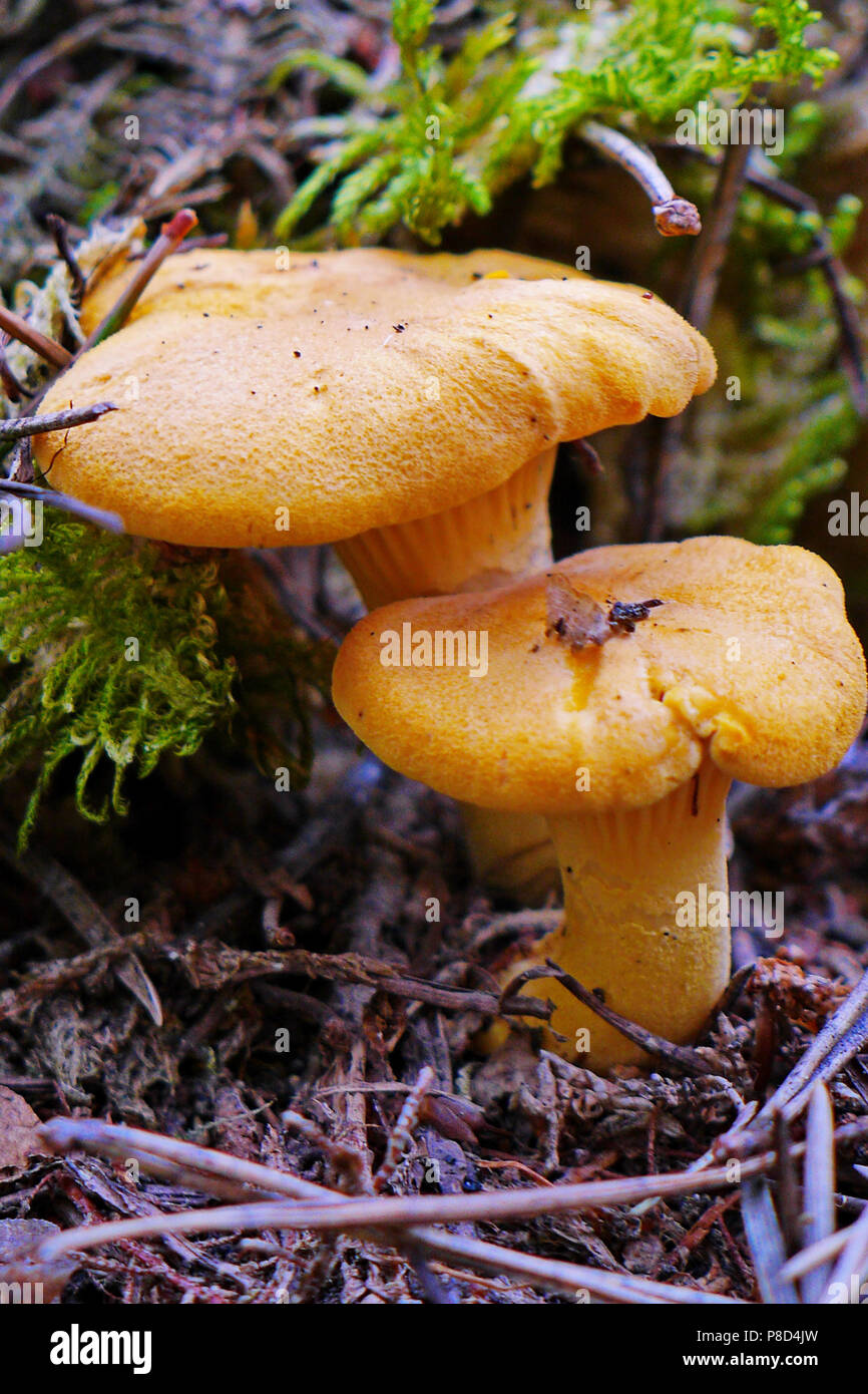 A couple of orange mushrooms foxes closeup under the green moss sphungum . For your design Stock Photo