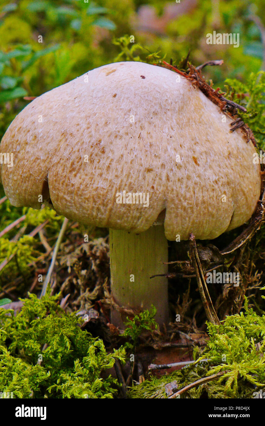 A lone mushroom is waiting for someone to tear it from the mushroom pickers . For your design Stock Photo