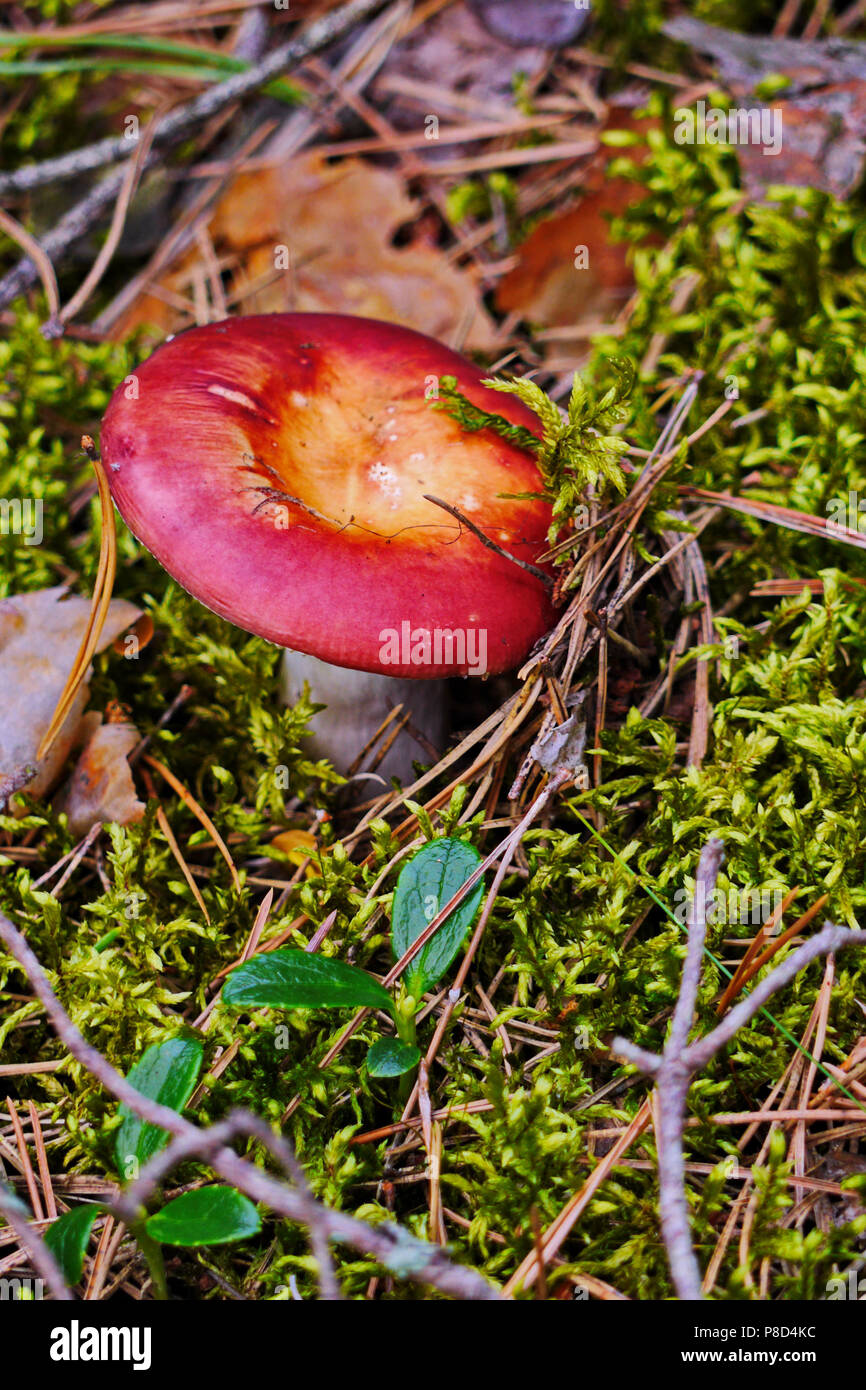 A beautiful edible russula with a red hat and white leg growing in the forest among the grass and spruce needles. . For your design Stock Photo
