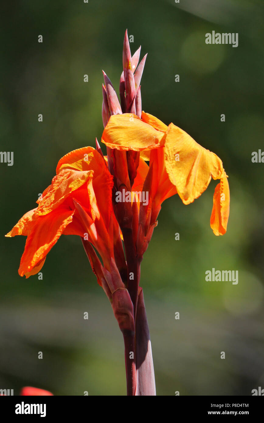 the flowering of an orange flower one day, the lily of the valley on a high branch . For your design Stock Photo