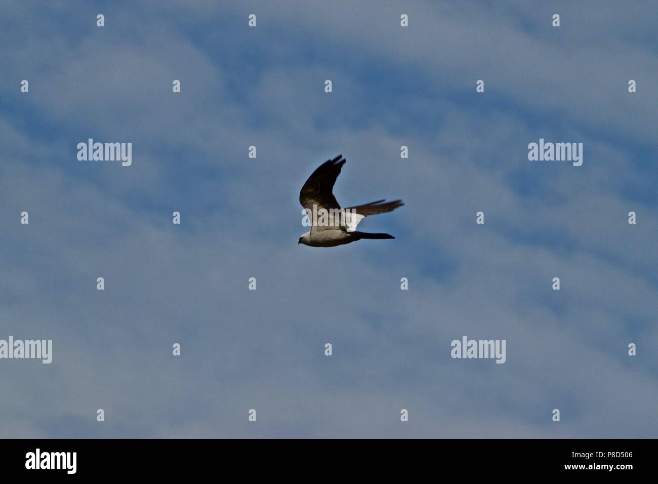 Mississippi Kites Soaring and hunting, Canyon, Texas Stock Photo