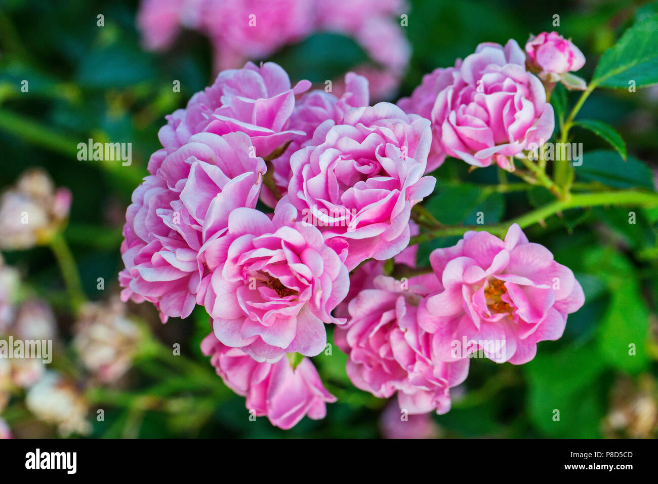 A bush of beautiful pink tea rose on a branch with thorns and green leaves . For your design Stock Photo
