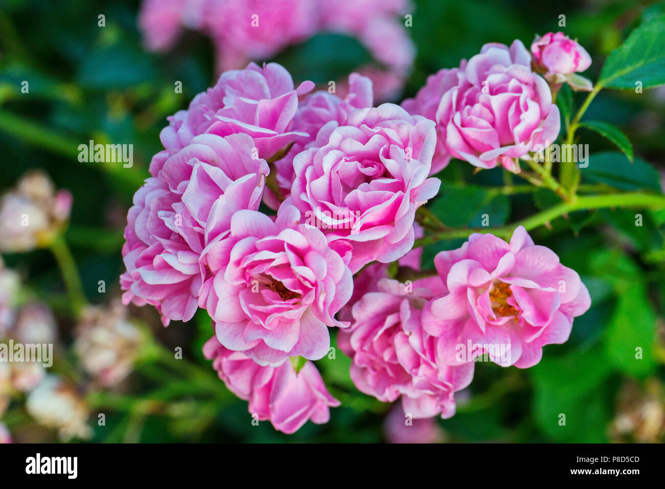Tea rose bouquet light pink hi-res stock photography and images - Alamy