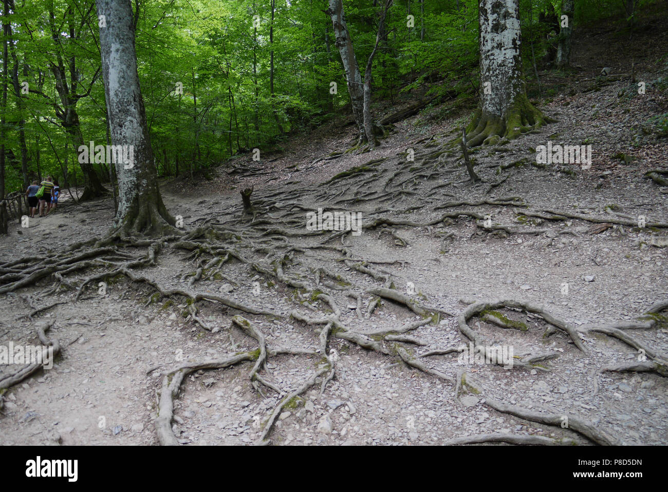 Deep root system hi-res stock photography and images - Alamy