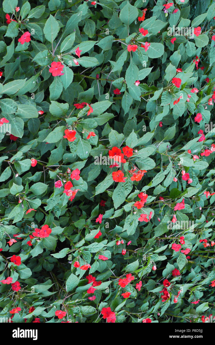 Carpet Of Green Leaves With Rare Flowers With Red Petals A